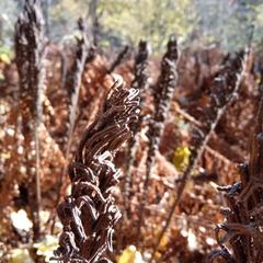 База отдыха Кишкет, Республика Карачаево-Черкесия 