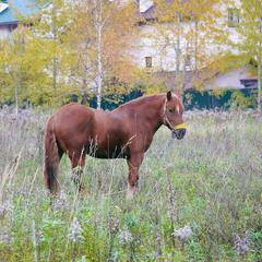 Апарт-отель Арт Вилладж, Химки, Московская область