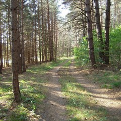 База отдыха Царицына Слободка, Холмечь, Брянская область