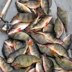 Туристическая база Тихая радость, Хмелевка, Астраханская область