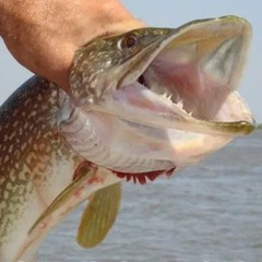 Гостевой дом Дом рыбака и охотника, Хмелевка, Астраханская область