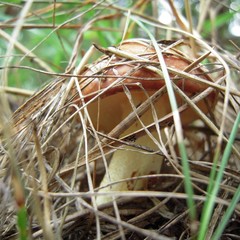 База отдыха Царицына Слободка, Холмечь, Брянская область