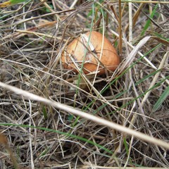 База отдыха Царицына Слободка, Холмечь, Брянская область