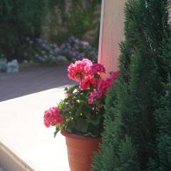 Гостевой дом-музей Лотос, Хоста, Краснодарский край