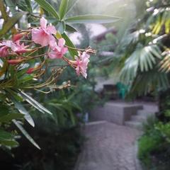 Гостевой дом-музей Лотос, Хоста, Краснодарский край