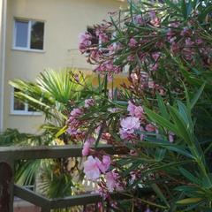 Гостевой дом-музей Лотос, Хоста, Краснодарский край