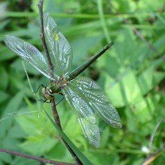 Загородный клуб Гуд лайф, Хороброво (Костромская область), Костромская область