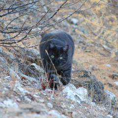 Гостевой дом Филоксения, Хужир, Иркутская область
