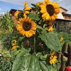 Усадьба Беликовская, Хужир, Иркутская область