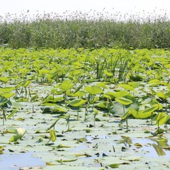 Рыболовно-охотничий клуб Пиранья, Володарский район, Астраханская область