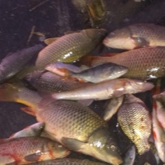 Туристическая база Рыболовная база У Романыча, Церковный, Астраханская область