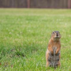 База отдыха Зеленые Холмы, Чемал, Республика Алтай
