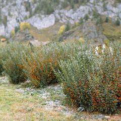 Парк-отель KLEVER resort, Чемал, Республика Алтай