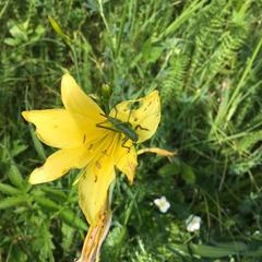 Гостевой дом Госпожа Удача, Чемал, Республика Алтай