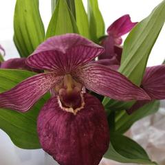 Гостевой дом Госпожа Удача, Чемал, Республика Алтай