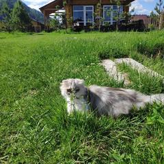 Эко-отель Баюта Алтай, Чепош, Республика Алтай