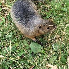 Эко-отель Медведь и Ягодка, Чепош, Республика Алтай