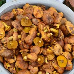 База отдыха Дербенка, Северский район, Краснодарский край