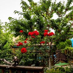 Усадьба Рыцаря Эдварда Остера. Дом дракона, Черноморское, Крым