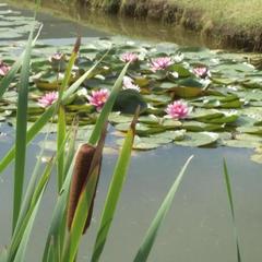 Гостевой дом Королевич, Черняховск, Калининградская область