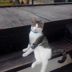 Гостевой дом Королевич, Черняховск, Калининградская область