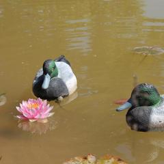 Гостевой дом Королевич, Черняховск, Калининградская область