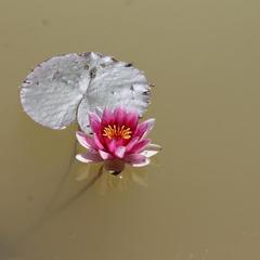 Гостевой дом Королевич, Черняховск, Калининградская область