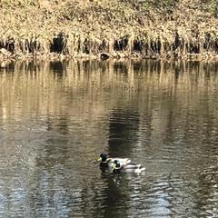 Апартаменты First, Чехов, Московская область