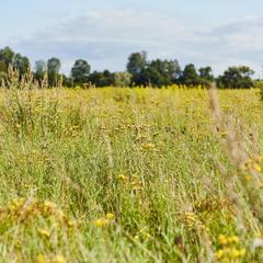 Центр отдыха Ангел, Черняховск, Калининградская область