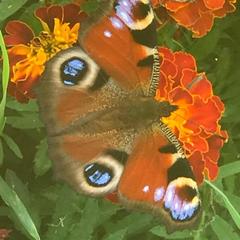 Дом отдыха Homely, Чехов, Московская область