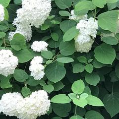 Дом отдыха Homely, Чехов, Московская область