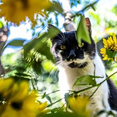 Усадьба Рыцаря Эдварда Остера. Дом дракона, Черноморское, Крым