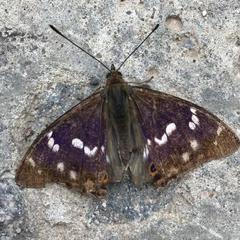 Дом отдыха Homely, Чехов, Московская область