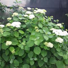 Дом отдыха Homely, Чехов, Московская область