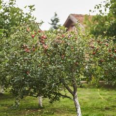 Центр отдыха Ангел, Черняховск, Калининградская область