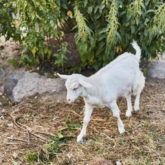 Центр отдыха Ангел, Черняховск, Калининградская область
