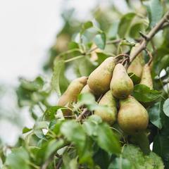 Центр отдыха Ангел, Черняховск, Калининградская область