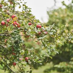 Центр отдыха Ангел, Черняховск, Калининградская область