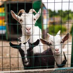 Центр отдыха Ангел, Черняховск, Калининградская область