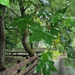 База активного отдыха Кленовик, Шапсугская, Краснодарский край