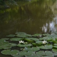 База активного отдыха Кленовик, Шапсугская, Краснодарский край