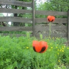 База активного отдыха Кленовик, Шапсугская, Краснодарский край