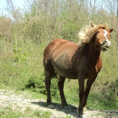 База активного отдыха Кленовик, Шапсугская, Краснодарский край