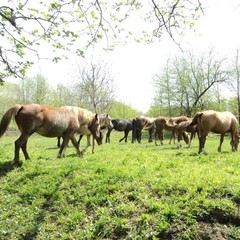 База активного отдыха Кленовик, Шапсугская, Краснодарский край