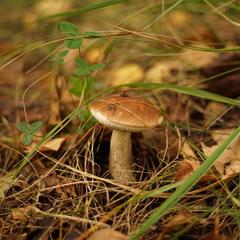 Отель Семигорье, Деревня Шалдово, Ивановская область