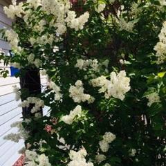 Гостинично-ресторанный комплекс Тихий уголок, Шарья, Костромская область