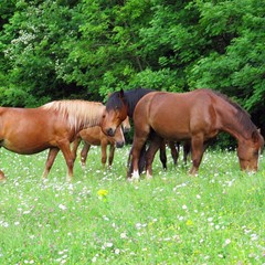 База отдыха Горный приют, Шапсугская, Краснодарский край