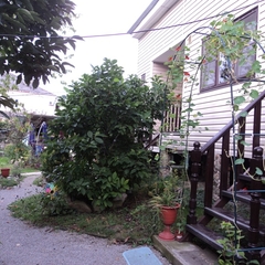 Гостевой дом Райский сад, Шепси, Краснодарский край