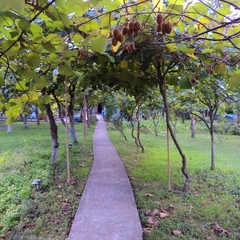 Гостевой дом Райский сад, Шепси, Краснодарский край