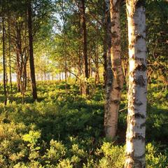  Комплекс Ангенлахти, Эссойла, Республика Карелия